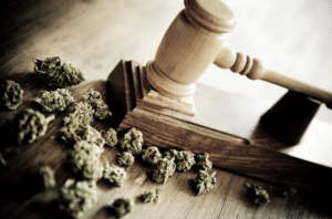 virginia cannabis license attorney